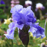Close-up of a purple No Count Blues Fragrant Blue Iris flower with water droplets on its petals, surrounded by green foliage.