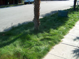 Grass along a sidewalk with a palm tree and street in the background EcoSeed - The No Maintenance Lawn, Fine Fescue Lawn Mix, Eco-Friendly Grass