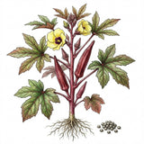 Illustration of an okra plant with leaves, flowers, and seeds on a white background OKRA Seeds, Red Burgundy