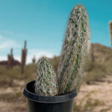 Old Man of the Andes Cactus plant in a pot with desert landscape in the background