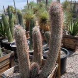 Potted Old Man of the Andes Cactus in a garden setting with blurred background