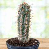 Potted Old Man of the Andes Cactus on a wooden surface with a blurred background