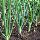 Green onions growing in a garden bed