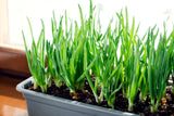 onons growing in a pot with a blurred background