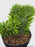 Opuntia Subulata Eve's Needle Cactus