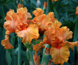 Close-up of peach-colored iris flowers with a blurred green background
