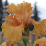 Close-up of a vibrant Orange King Bearded Iris with a blurred natural background