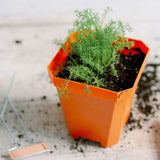 Potted plant in an orange 5" Heavy Duty Nursery Pot