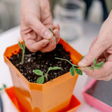 Person planting small plants into an 5X5 Shallow Microgreen Trays with a blurred background