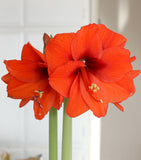 Bright orange-red amaryllis flowers with green stems in a softly lit indoor setting.