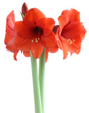 Orange Sovereign Amaryllis - 22-26 cm bulb