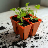 Small potted plants in orange pots on a surface with soil around them. 4 Cell Plug Tray Inserts