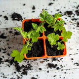 Small plants in an orange seed tray on a white surface with scattered soil. 4 Cell Plug Tray Inserts
