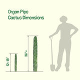 Diagram showing dimensions of an Organ Pipe Cactus with a silhouette of a person for scale.