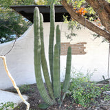 Tall Organ Pipe Cactus in front of a white building with a tree branch overhead