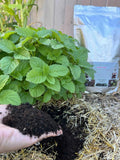 Organic Fertilizer - Worm Castings for GrowOya