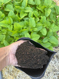 Organic Fertilizer - Worm Castings for GrowOya