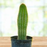 Tall green Organ Pipe Cactus  in a pot on a wooden surface with a blurred natural background