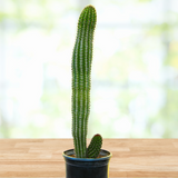 Tall green Organ Pipe Cactus in a pot on a wooden surface with a blurred natural background