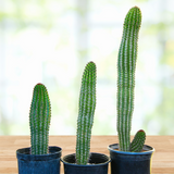Three potted Organ Pipe Cactus on a wooden surface with a blurred natural background