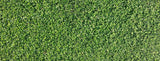 Close-up of Microclover Alternative Lawn
