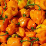 Close-up of bright orange chili peppers with green stems. HOT PEPPER Seeds, Habañero