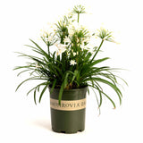 Bridal Veil® Agapanthus