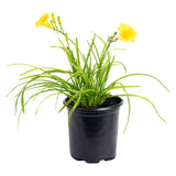 Stella de Oro Daylily
