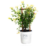 Scentsation Honeysuckle Vine