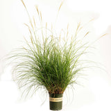 Dwarf Maiden Grass