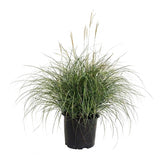 Adagio Maiden Grass