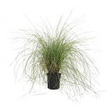 Pink Muhly Grass