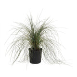 Pink Muhly Grass