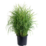Shenandoah Switch Grass