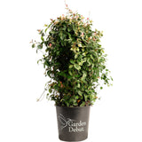 Snow-N-Summer™ Asiatic Jasmine