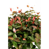 Snow-N-Summer™ Asiatic Jasmine