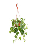 Hanging green Philodenron Brasil plant with a red hook on a white background