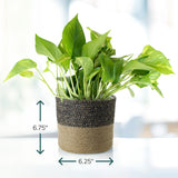 Potted Potted Pothos in Black Tan Jute Planter with dimensions indicated on a blurred background