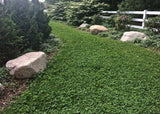 Lawn with large rocks and a white fence in the background Microclover Alternative Lawn