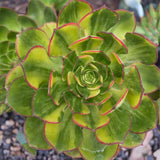 Aeonium 'Green Earth' Variegata