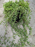 String of Bananas Senecio radicans