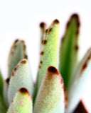 Close-up of a Kalanchoe tomentosa 'Panda Plant' with fuzzy texture and brown spots on a white background
