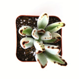 Small Kalanchoe tomentosa 'Panda Plant' plant with brown spots in a pot on a white background