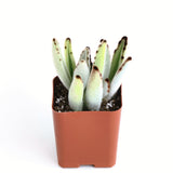 Kalanchoe tomentosa 'Panda Plant'