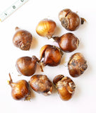 Ziva Paperwhites - 10 bulbs