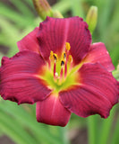 Pardon Me Reblooming Daylily - Single Root Division