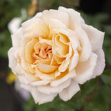 Close-up of a Parfuma Sunrise Rose with a blurred green background