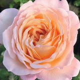 Close-up of a Parfuma Sunrise Rose with a blurred green background