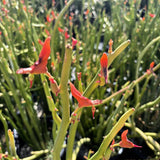 Red Pedilanthus macrocarpus flowers with green stems against a blurred natural background