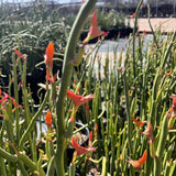 Green Pedilanthus macrocarpus plants with red flowers in a natural setting